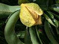 soursop ، prickly custard apple